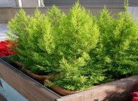 CUPRESSUS MAGROCARPA (GOLDCRES)